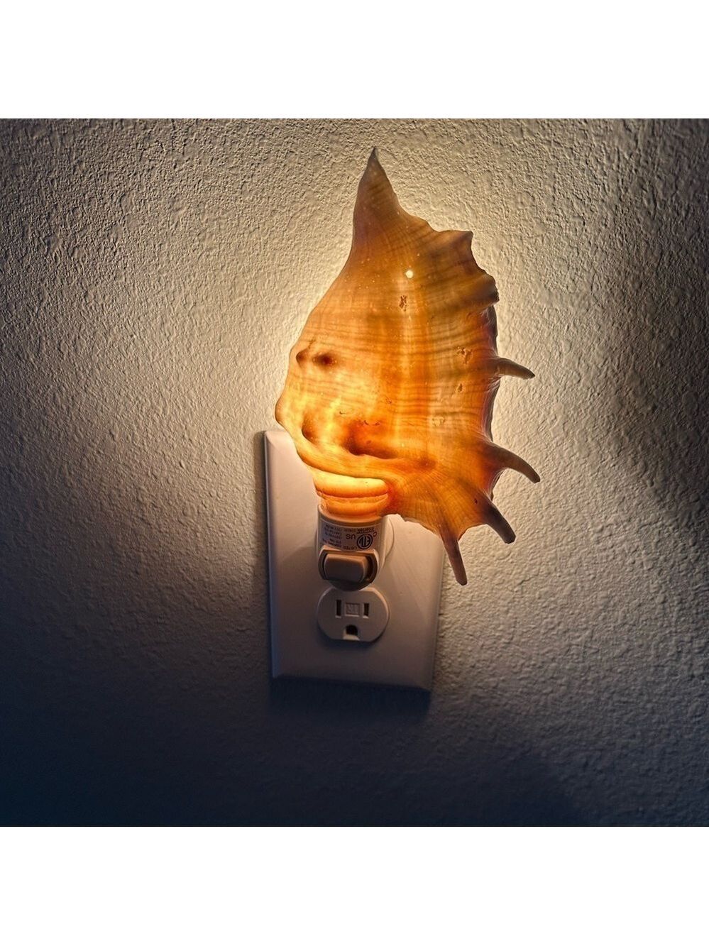 Spider Conch Seashell Nightlight. Such a Beautiful glow at night. NWOT